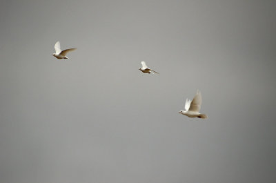 White Pigeons In Flight