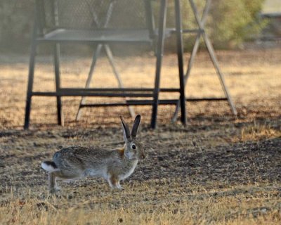 Cottontail Pauses by Table