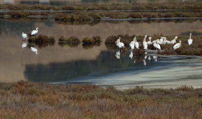 Pelicans and One Egret