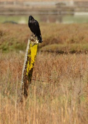 Crow on Yellow Post