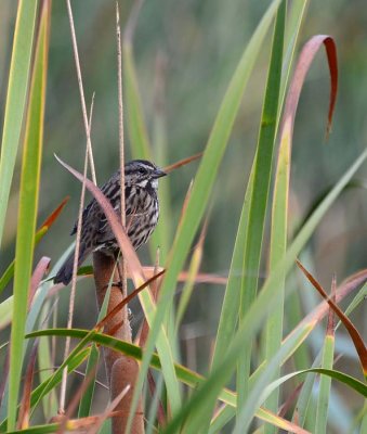 9/10/14: Song Sparrow on Cattails