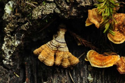Fungi Root