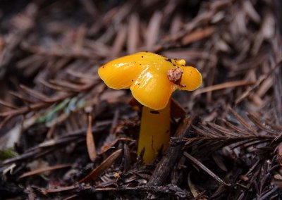 Slimy Orange Mushroom