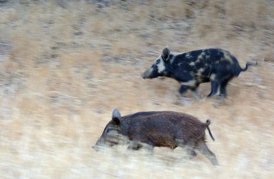 Pigs On the Run