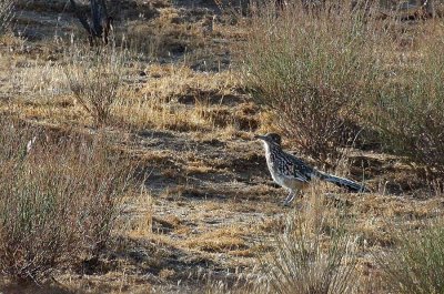 Roadrunner in California