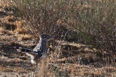 Roadrunner Watching Me