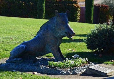 Boar