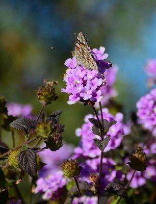 Painted Lady Butterfly