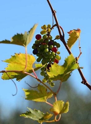 Grape Cluster