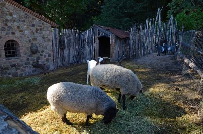 Sheep Yard