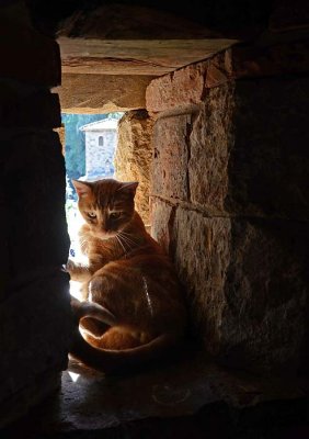 Castle Cat in the Window