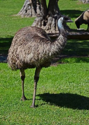 Emu