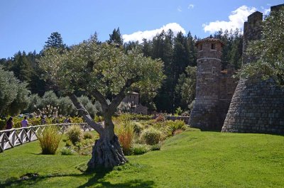 Walkway, Olive Trees & Towers