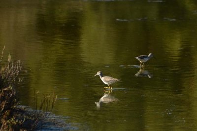 Greater Yellowlegs