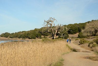 Loop Around Cemetery Marsh