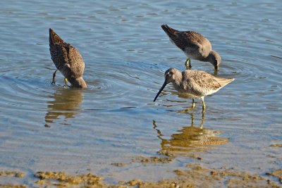 Closer View of Dowitchers