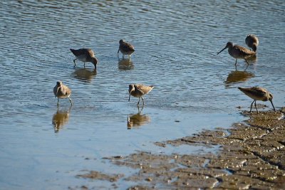 Long-Billed Dowitchers