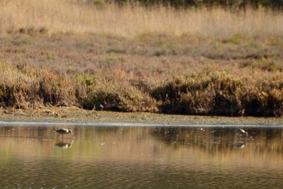 Marbled Godwits