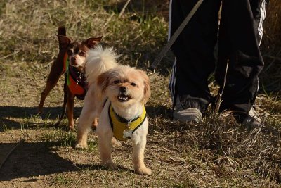 Two Pups