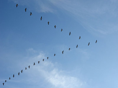 Canada Geese In A V