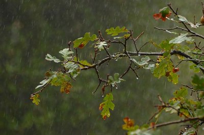 Raindrops On Leaves