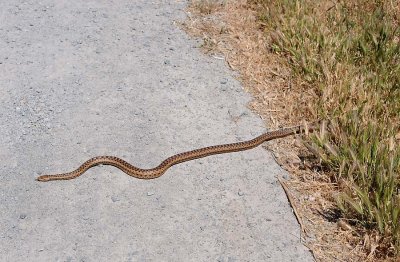 Snake In the Grass. . .  Well, Coming Out!