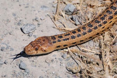 Snake's Forked Tongue