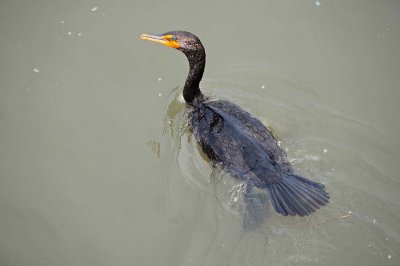 Cormorant Swim