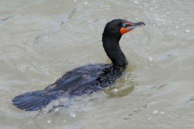 Double-Breasted Cormorant - Breeding Colors