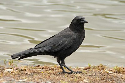 American Crow