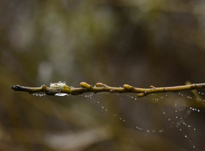 Water Drops and Buds