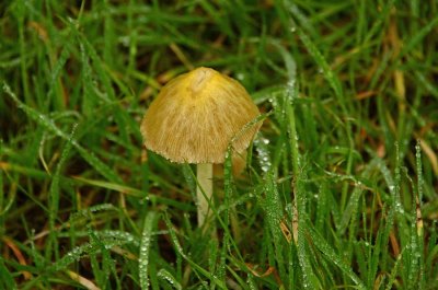Yellow Umbrella-like Mushroom