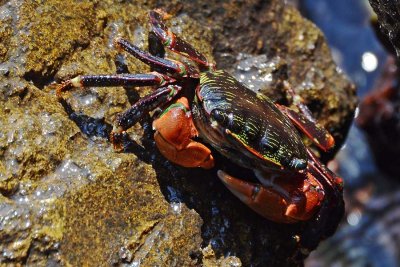 Striped Shore Crab