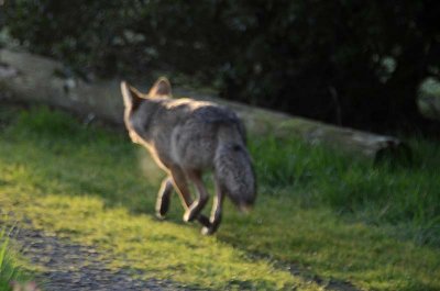 Coyote Whizzing By Me