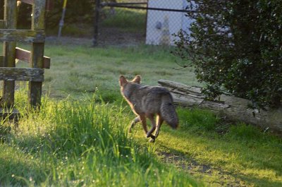 Coyote Running Away