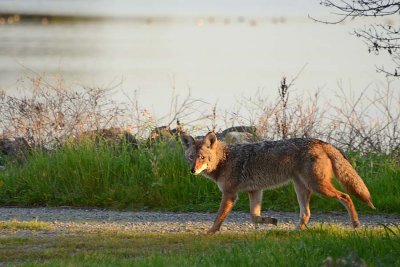 Coyote In Morning Light