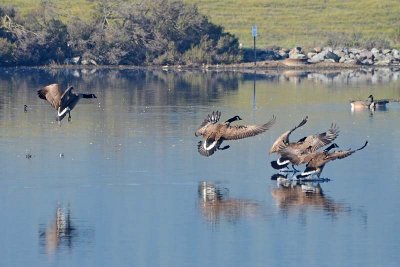 Landing Geese