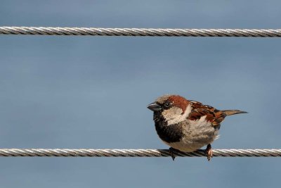 House Sparrow on a Wire