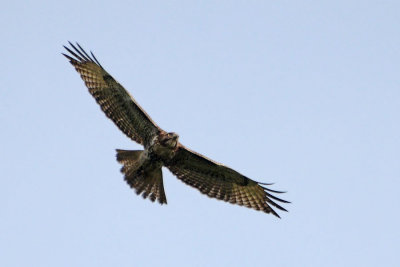 Immature Red-Tailed Hawk
