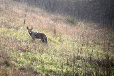 Coyote on the Hillside