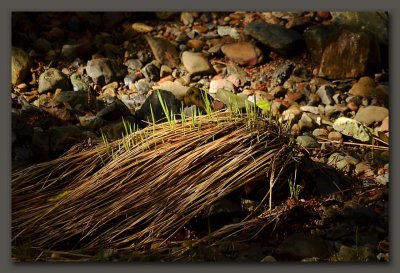 Life Springs Forth