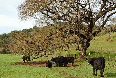 Herd Under A Tree