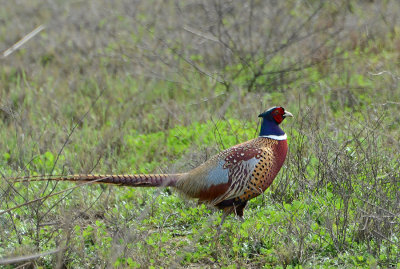 Ring Necked Pheasant