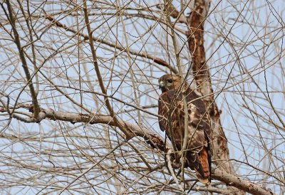 Red-tailed Hawk In A Tree