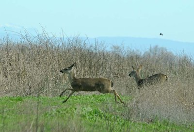 Two Deer On The Run