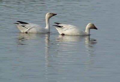Profile of Two Snow Geese