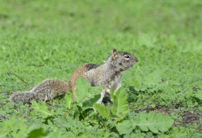 Ground Squirrel