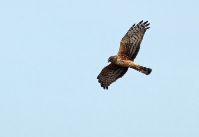 Northern Harrier Fly By
