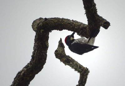 Acorn Woodpecker & Maze of Branches
