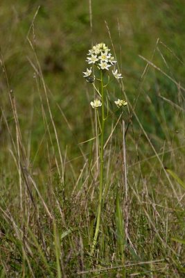 Tall Star Lilies